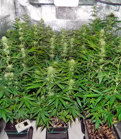 Graines de cannabis Freddy's Best (Dutch Passion)