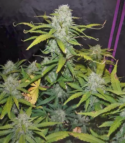 Green Crack Auto Seeds