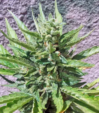 Industrial Plant (Dinafem Seeds)
