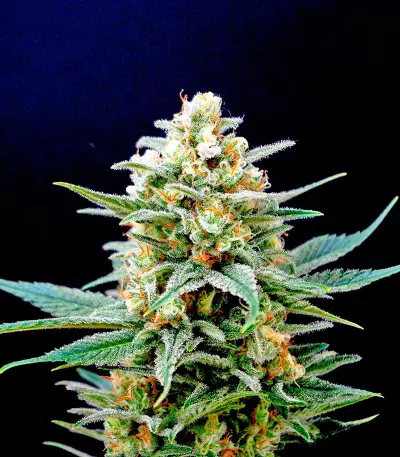 Kritikal-K Seeds