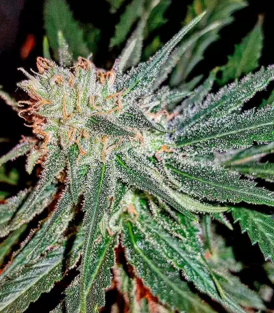 Lemon Cake (Heavyweight Seeds)