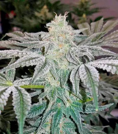 Mazar Kush (World of Seeds)