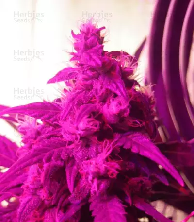 Semi femminizzati Northern Light Blue Auto