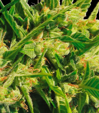 Northern Lights Auto feminized seeds (Vision Seeds)