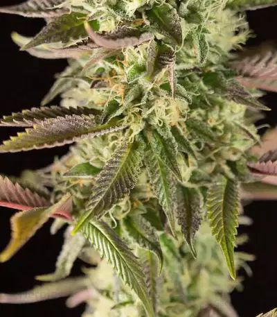 Remo Chemo feminized seeds