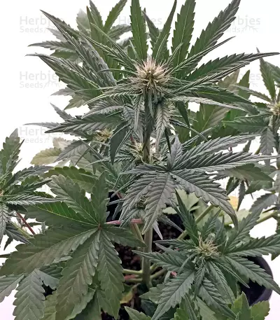 Roadrunner Autoflowering Seeds