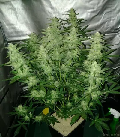 Royal Cheese Automatic (RQS) Cannabis-Samen