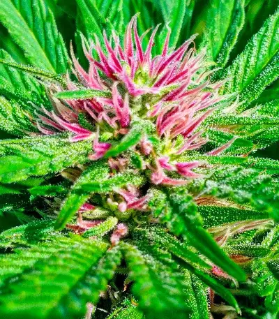 Serious 6 regular seeds