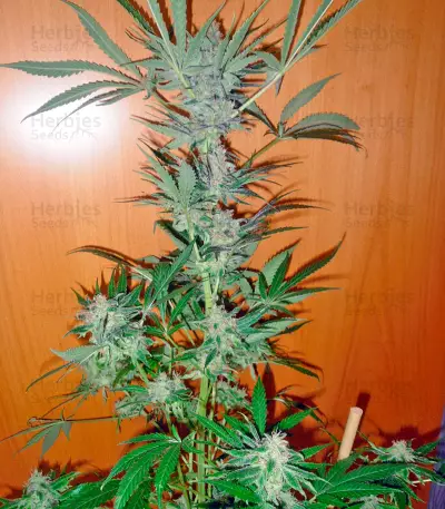 Space Seeds