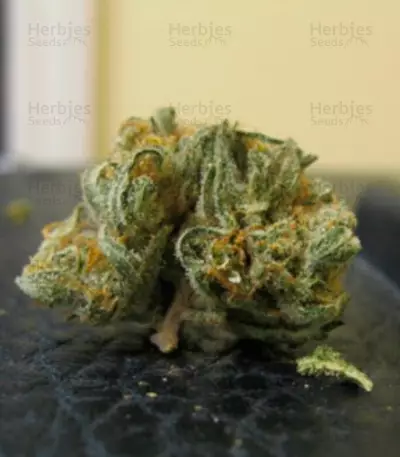 White Berry (VIP Seeds)