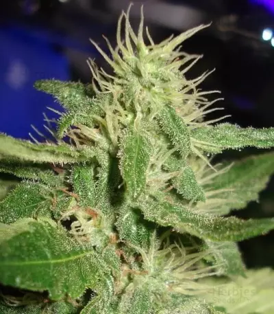 White Rhino Feminized Seeds