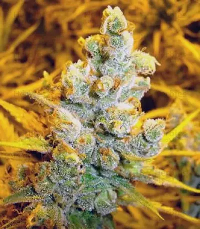 No Name Seeds