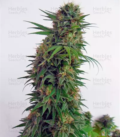 Snow Bud Seeds