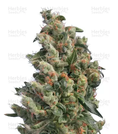 Graines de cannabis Kushage regular (T.H. Seeds)
