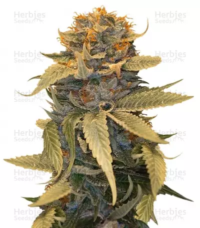 Buy Lost Coast OG feminized seeds