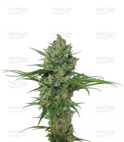 Buy Northern Express auto feminized seeds