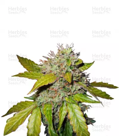 Buy Northern Light Automatic feminized seeds
