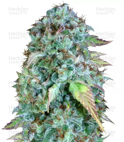 Buy Serious Happiness Regular seeds