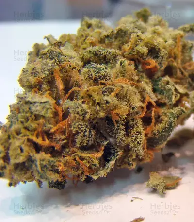 Acapulco Gold Seeds