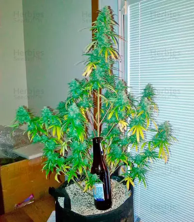 Chocolate Skunk Seeds