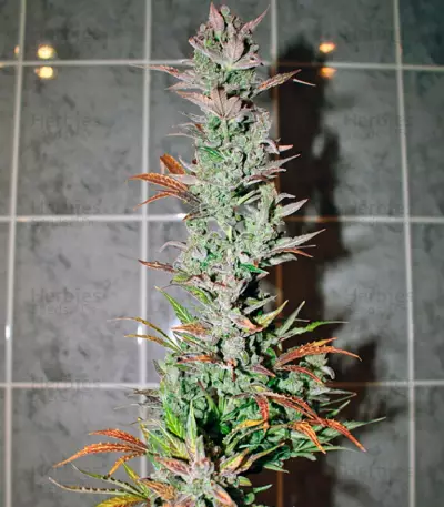 Auto Galaxy strain