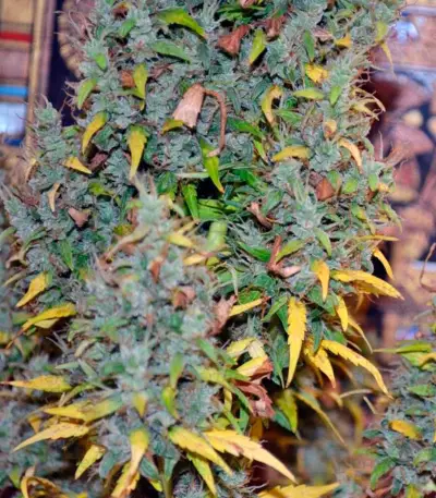 Auto Nefertiti Seeds