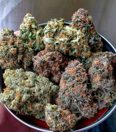 Semillas feminizadas Auto Blueberry
