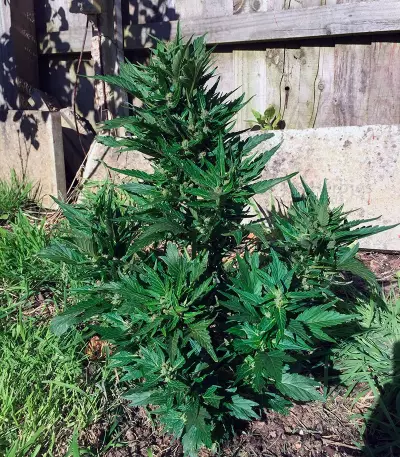 Auto Duck strain