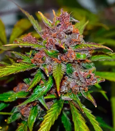 Auto Frisian Dew Seeds
