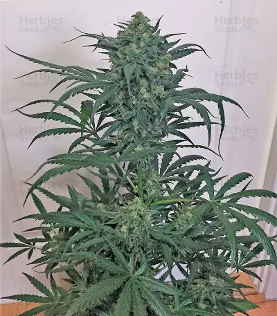 Blue Kush cannabis strain