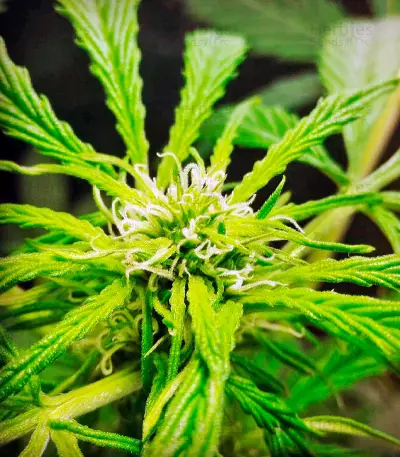 Cheese XXL Autoflowering (Dinafem Seeds)