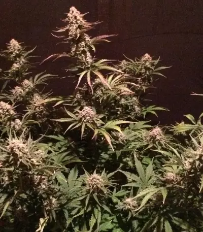 Graines de cannabis Fast & Vast Auto (Heavyweight Seeds)