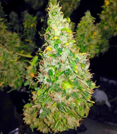Fruit Punch Auto (Heavyweight Seeds)
