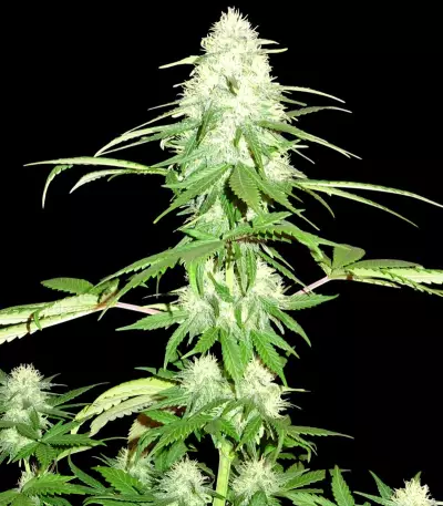 Green Mango (Sumo Seeds)