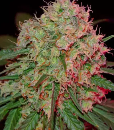 Green Mango (Sumo Seeds)