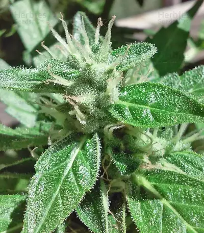 Jumping Black Dash Seeds