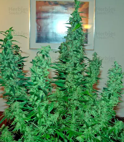 Karibbean Mango (Kannabia Seeds)