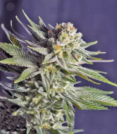 Killer Kush F1 Fast Version Seeds