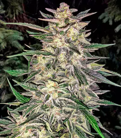 Lemon Juice Express Auto Seeds