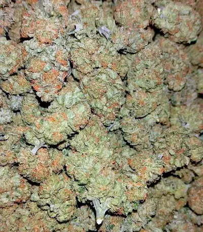 Pakistan Valley (World of Seeds) Cannabis-Samen