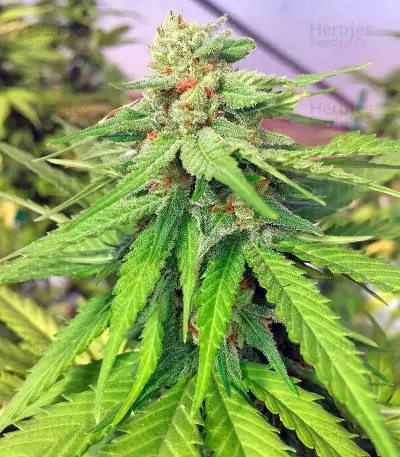 Raspberry Cough (Nirvana Seeds)
