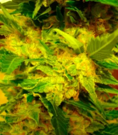 White Berry (VIP Seeds)