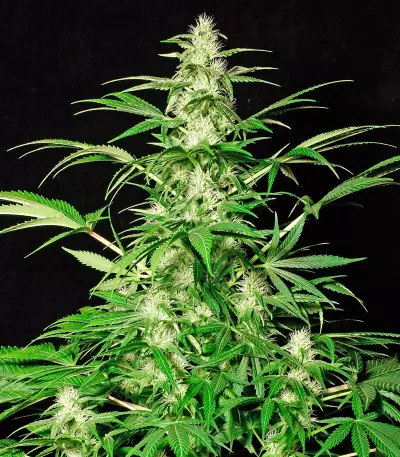 Semillas White Russian feminizadas (Serious Seeds)