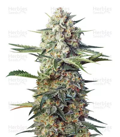 Crystal Candy F1 Fast Version feminized seeds