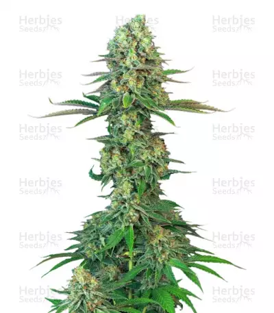 Buy Bubblegum feminized seeds