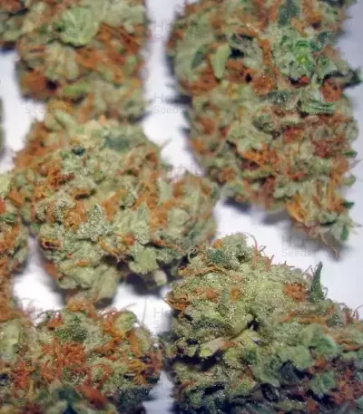 Bubba Kush Marijuana Strain