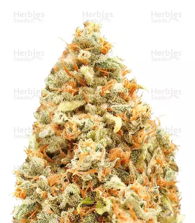 Monster Profit cannabis strain