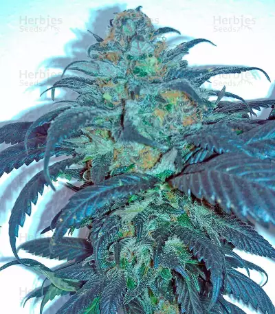 Sour Blueberry Seeds
