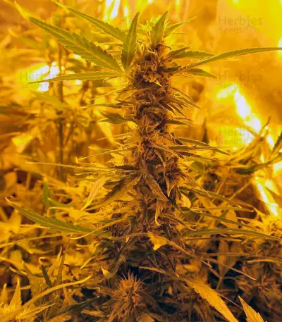 Auto Super Hash (Pyramid Seeds)