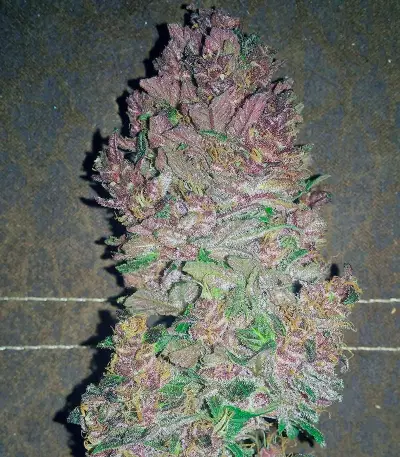 Bloody Skunk Auto (Sweet Seeds)